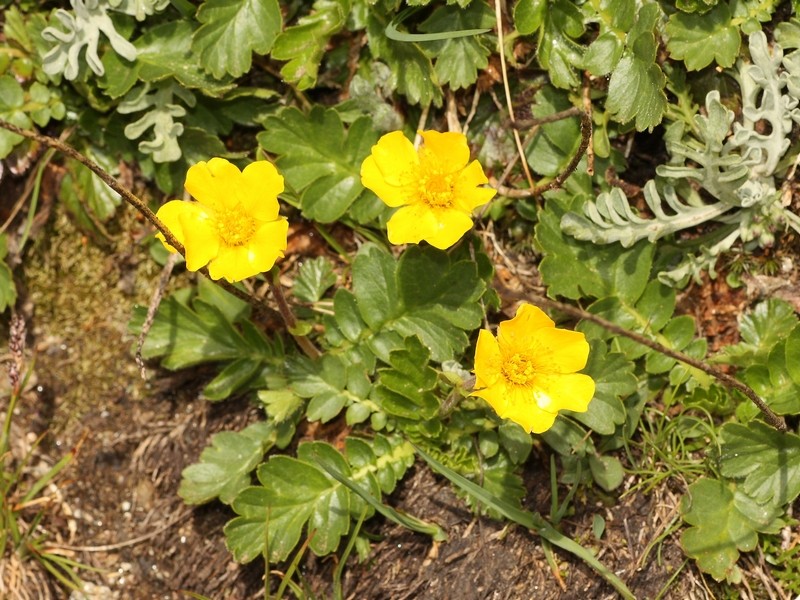 Geum reptans o montanum?